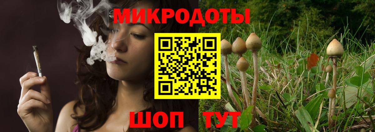 Псилоцибиновые грибы Psilocybe Алексин